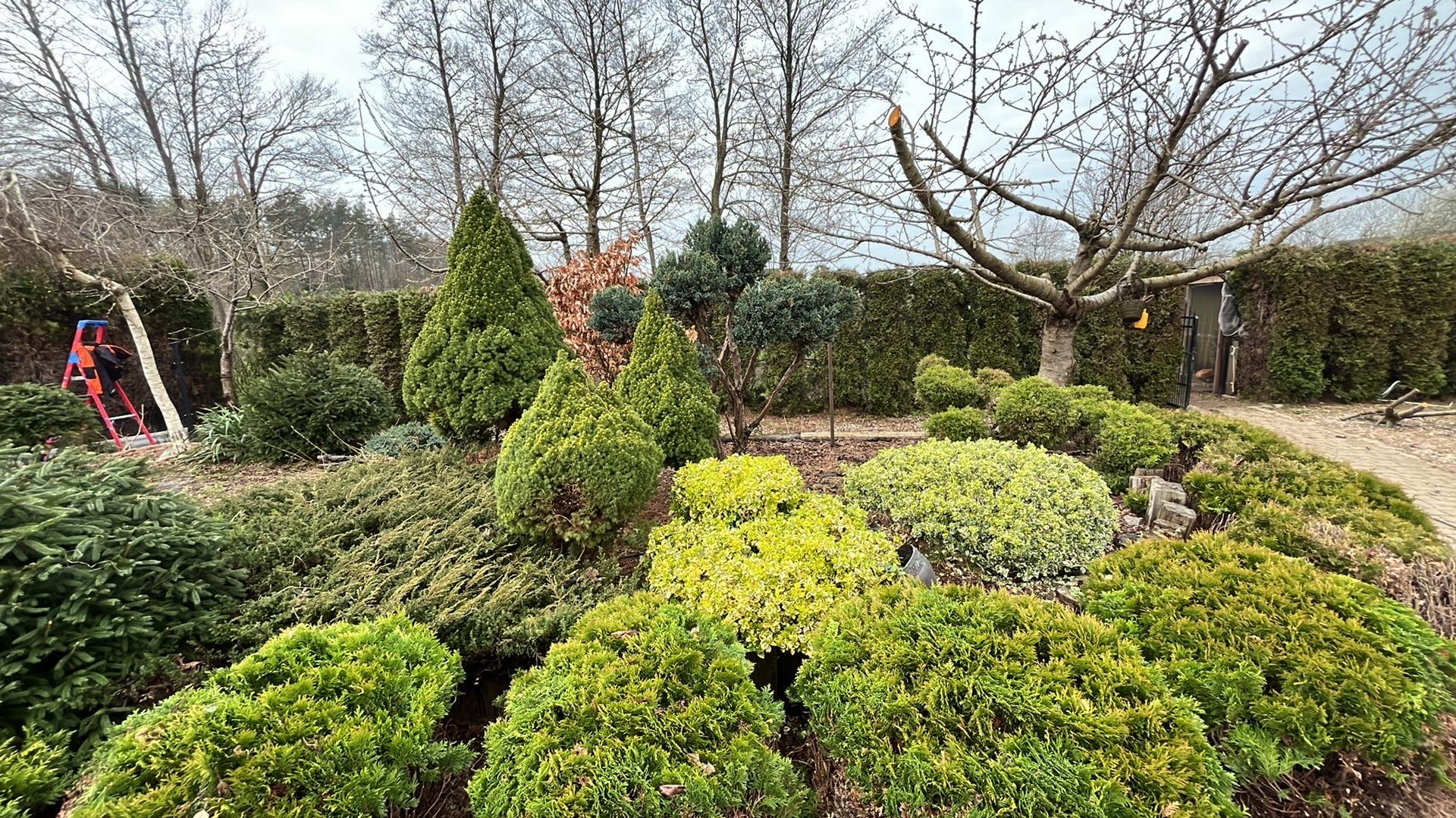 Formowane krzewy iglaste i liściaste w ogrodzie, widoczna drabina i ślady po cięciu drzew, w tle wysoki żywopłot.