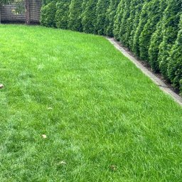 PAWEŁ PASZKOWICZ Rad Nelia - Soczysta, równo skoszona trawa w ogrodzie, obok żywopłotu z tui i muru z cegły, z kilkoma opadłymi liśćmi na trawniku.