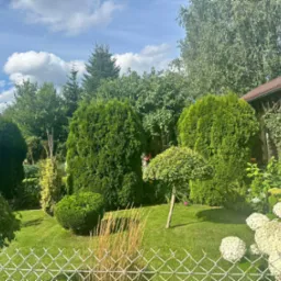 Zadbany ogród z równo przystrzyżonym trawnikiem, formowanymi krzewami i drzewami, oraz białymi hortensjami wzdłuż ogrodzenia z siatki.