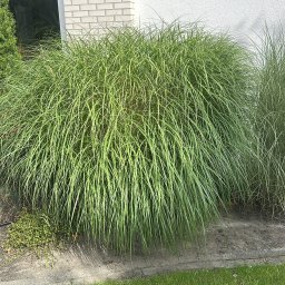 Trawa z rolki Szczecin 4