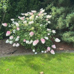 PAWEŁ PASZKOWICZ Rad Nelia - Kwitnący krzew hortensji 'Limelight' z różowo-białymi kwiatami, otoczony zielonym trawnikiem i iglakami. Kora drzewna jako ściółka. Kamienna obwódka rabaty.