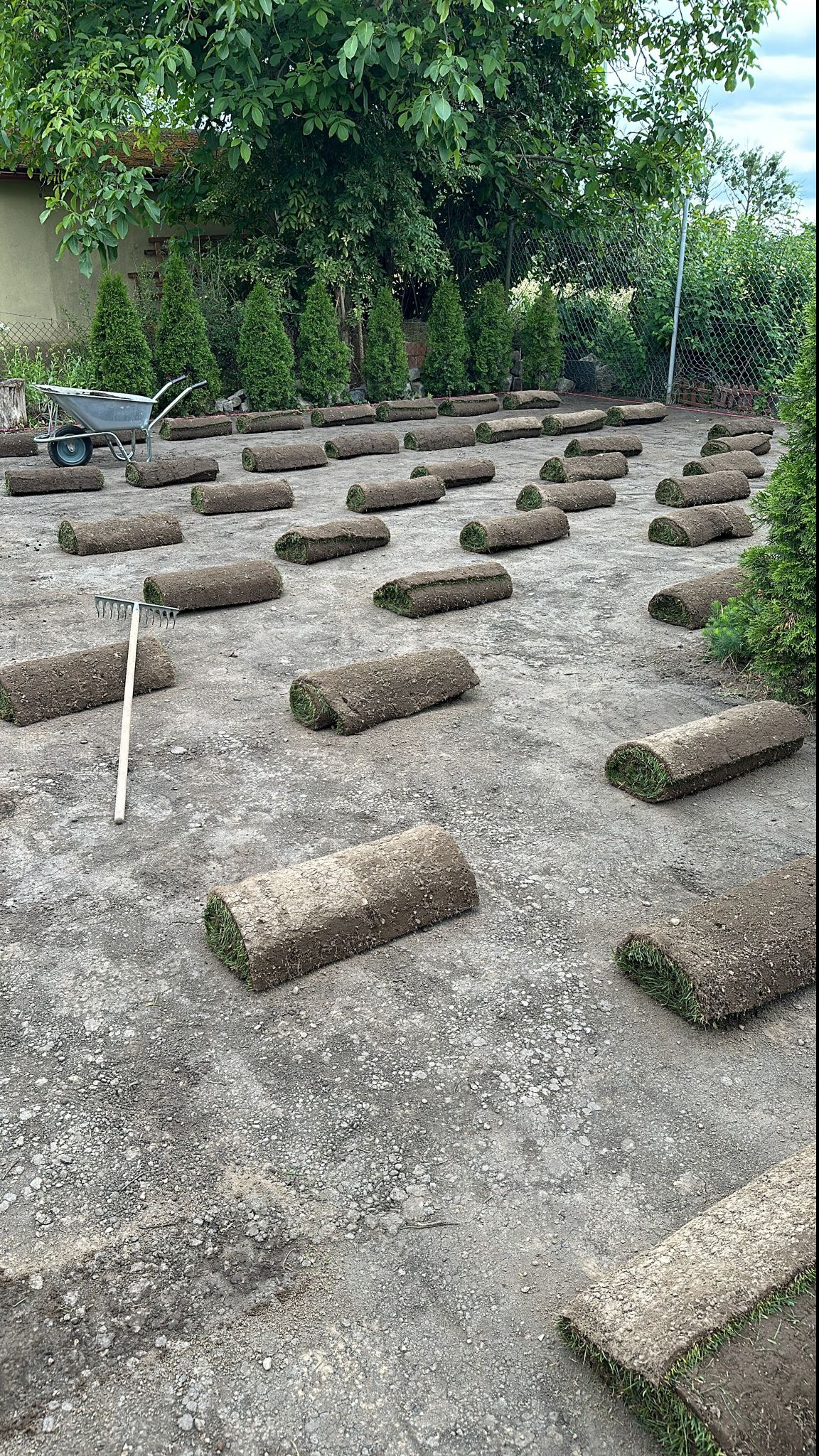 Rozłożone rolki trawy na przygotowanym terenie, grabie leżące obok, taczka w tle, gotowe do rozłożenia w ogrodzie.