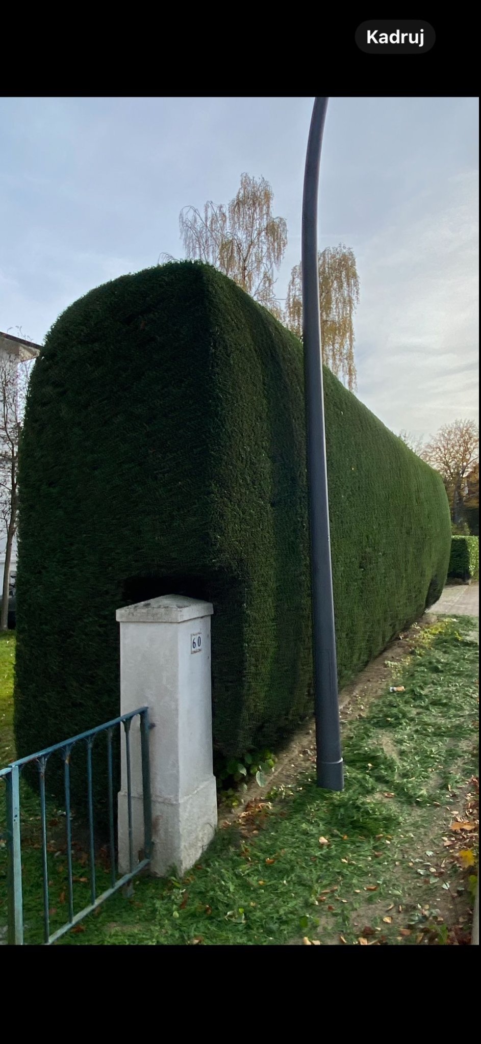 Długi, równo przycięty żywopłot z ciemnozielonych krzewów, z numerem domu '60' widocznym na słupku, otoczony opadłymi liśćmi i świeżo skoszoną trawą.