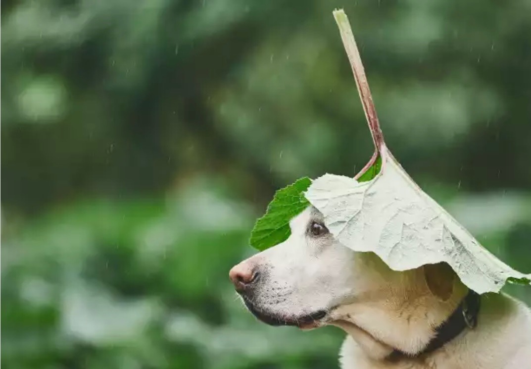 Biały labrador z liściem na głowie w deszczowy dzień, profil z widocznym nosem i fragmentem oka, zielone tło.
