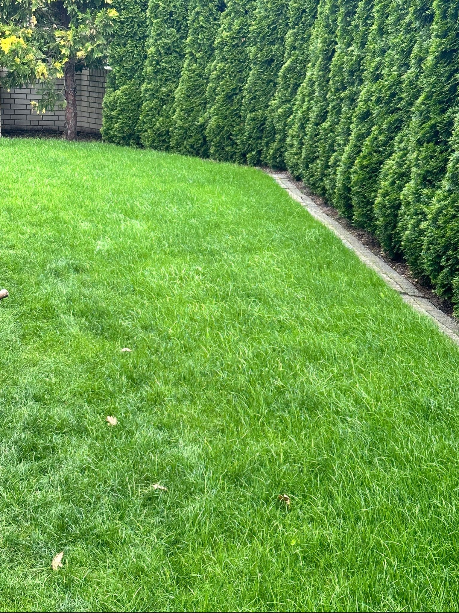 Soczysta, równo skoszona trawa w ogrodzie, obok żywopłotu z tui i muru z cegły, z kilkoma opadłymi liśćmi na trawniku.