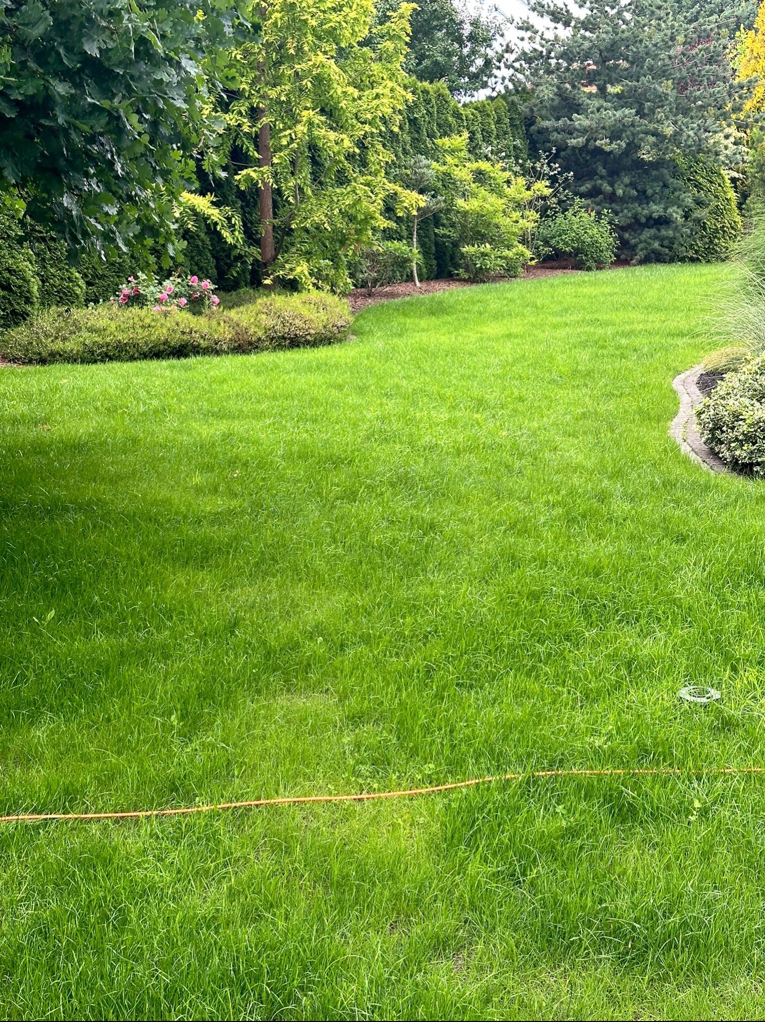 Starannie utrzymany trawnik z niską trawą, obrzeżami z kamienia i roślin ozdobnych, w tle różnorodne drzewa i krzewy.