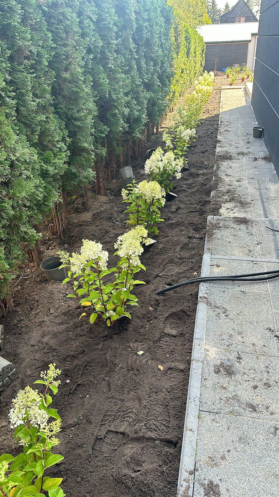 Rząd nowo posadzonych hortensji 'Limelight' z białymi kwiatostanami, ustawionych w świeżo przekopanej ziemi wzdłuż żywopłotu z tui szmaragdowych, widoczne ślady butów w ziemi.
