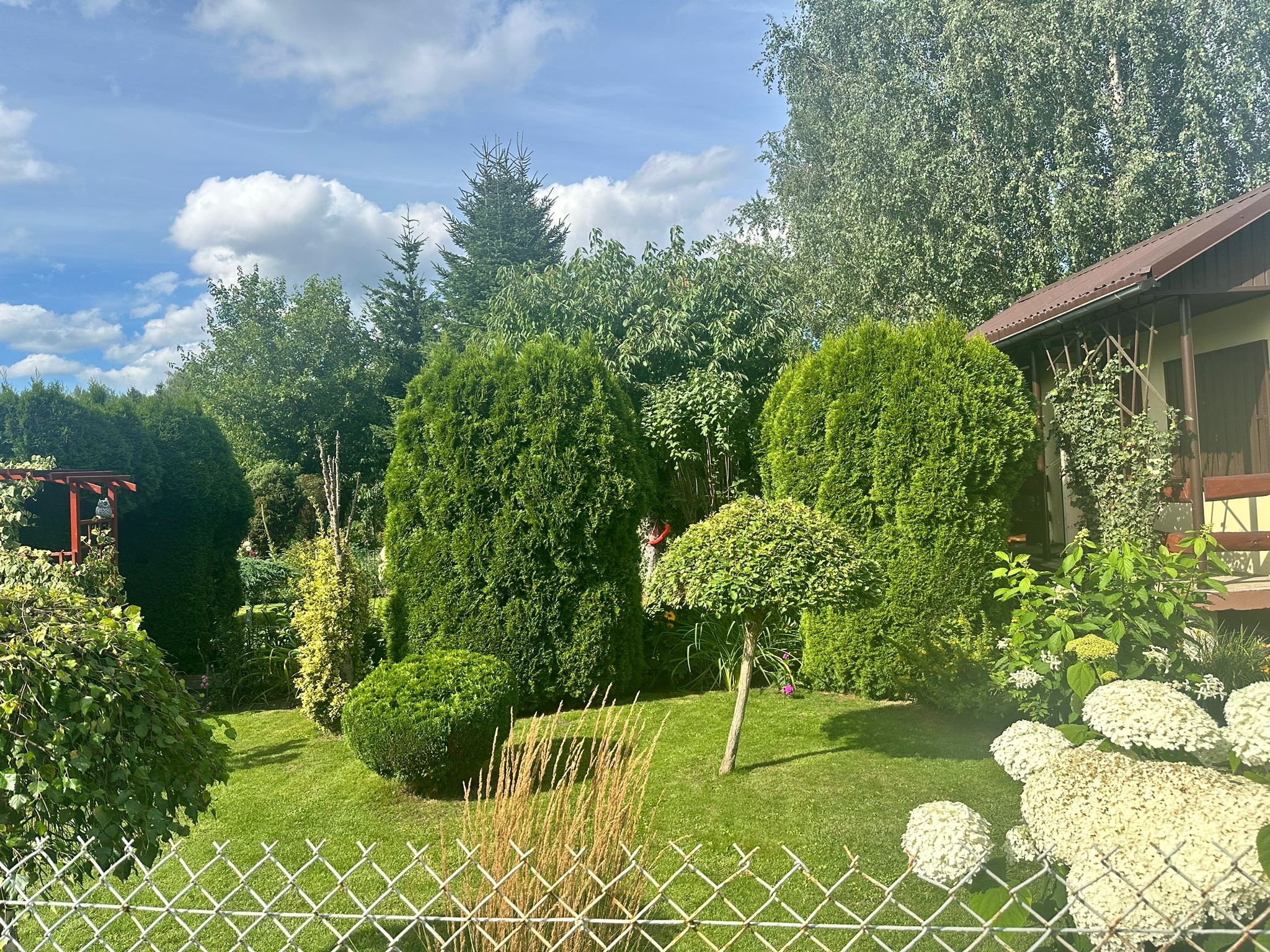 Zadbany ogród z równo przystrzyżonym trawnikiem, formowanymi krzewami i drzewami, oraz białymi hortensjami wzdłuż ogrodzenia z siatki.