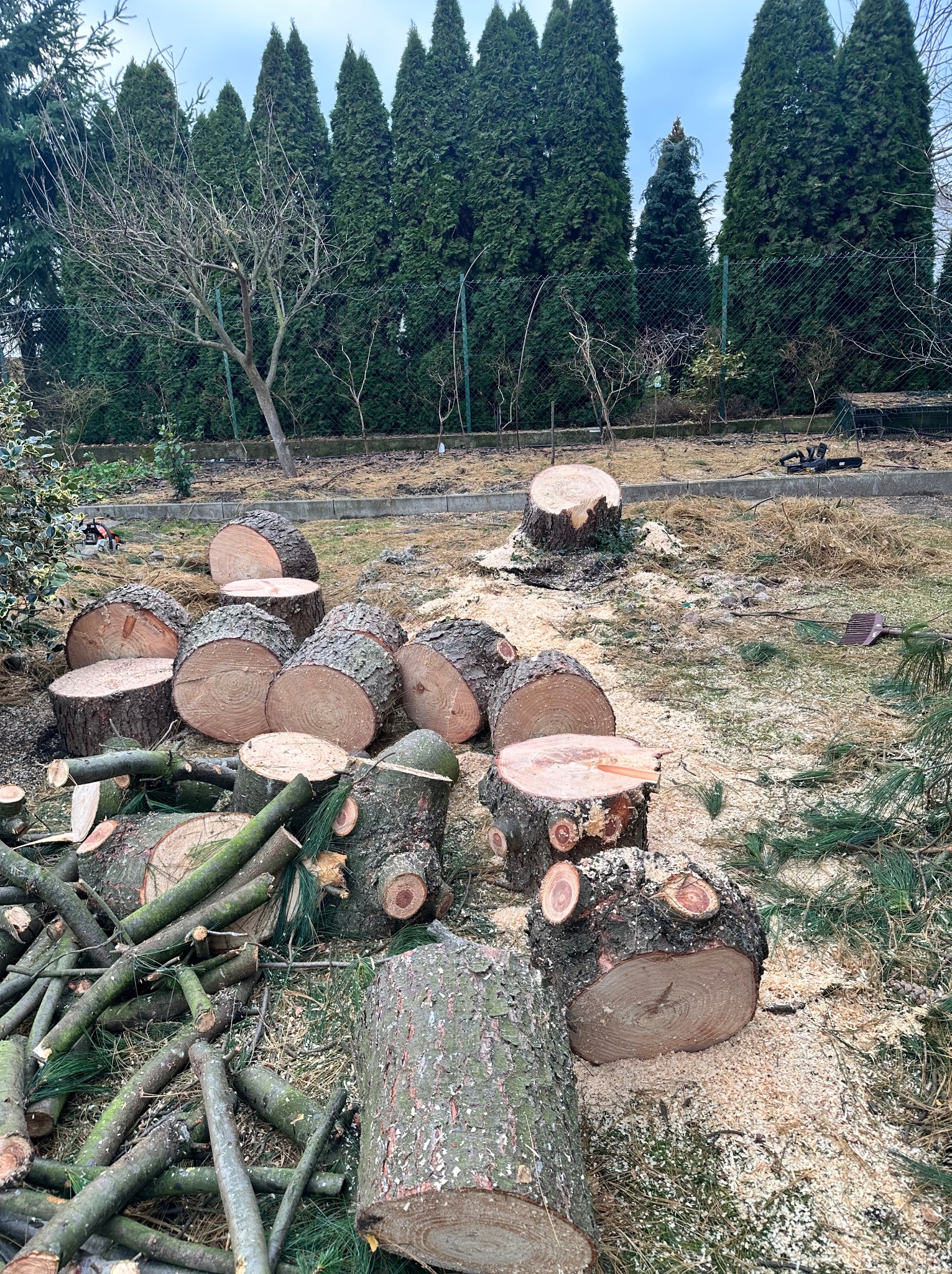 Świeżo ścięte pnie i gałęzie drzewa na trawniku, z piłą łańcuchową w tle. Widoczne ślady po wycince i pozostałości drewna.