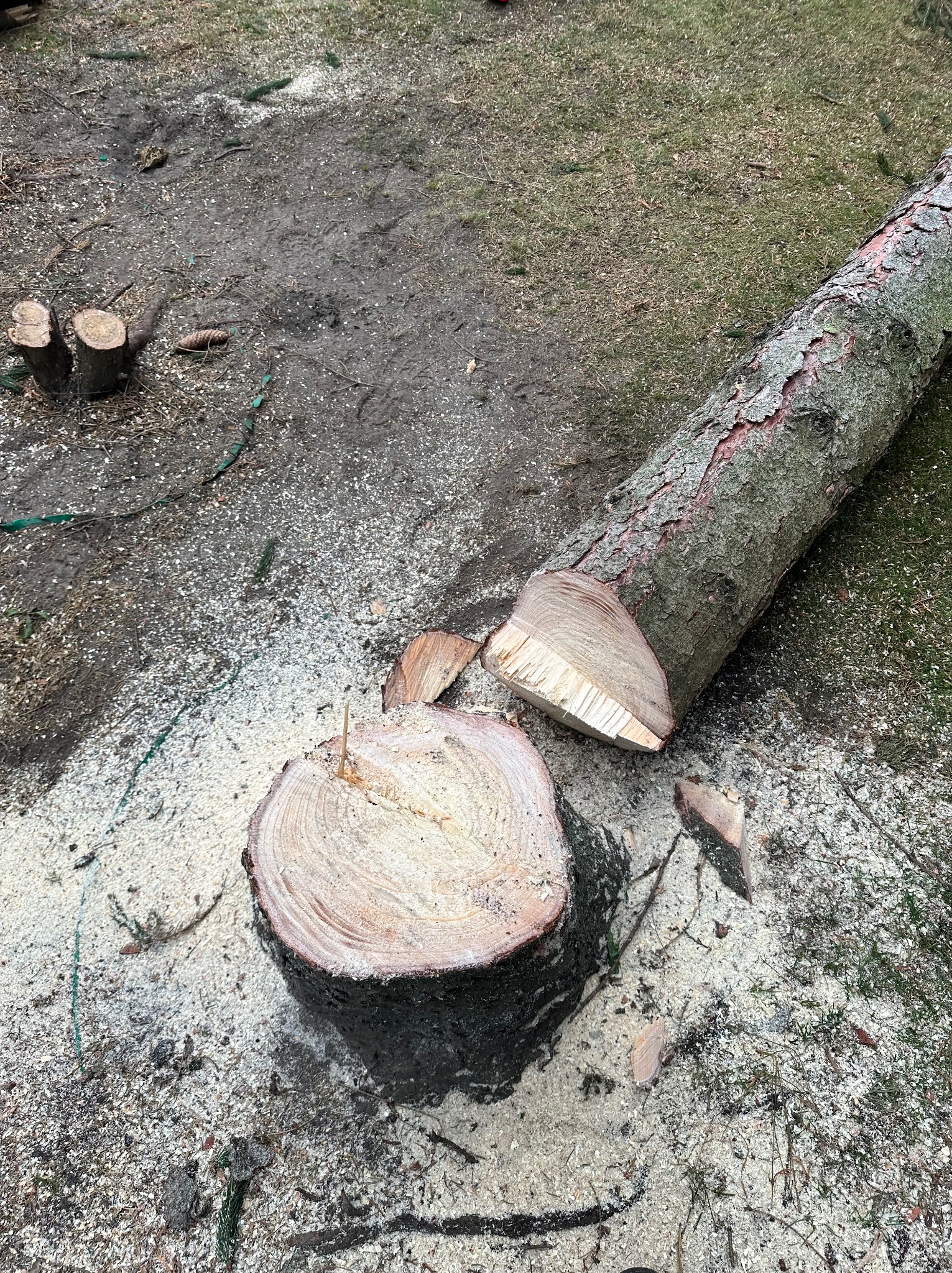 Ścięty pień drzewa z leżącą obok kłodą i rozsypanymi wiórami na ziemi. Widoczne ślady po cięciu. Kadr z góry, oświetlenie naturalne.