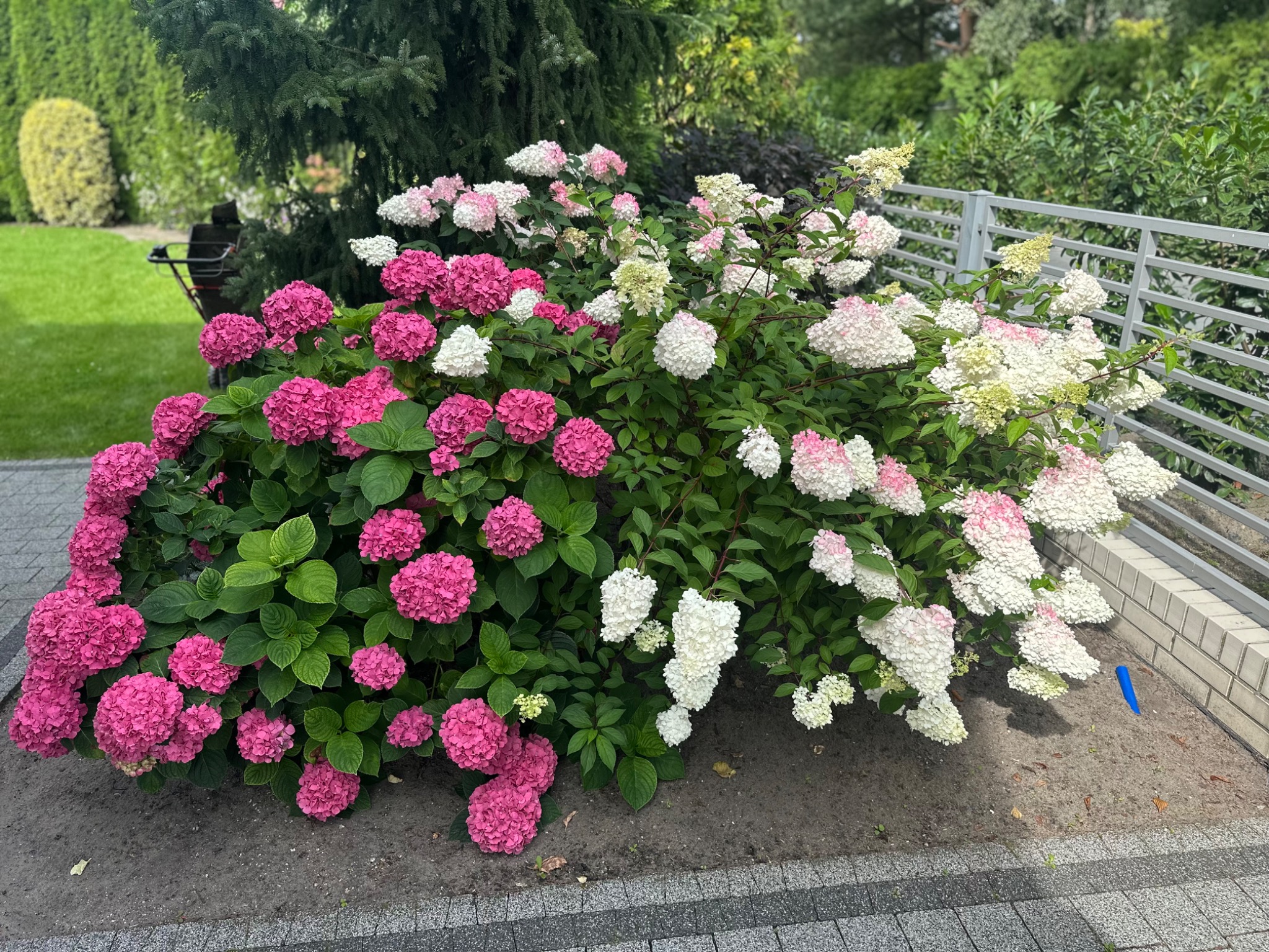 Kępa kwitnących hortensji w odcieniach różu i bieli, z zielonymi liśćmi, rosnąca w ogrodzie przy szarym chodniku i metalowym ogrodzeniu. W tle drzewa i krzewy.