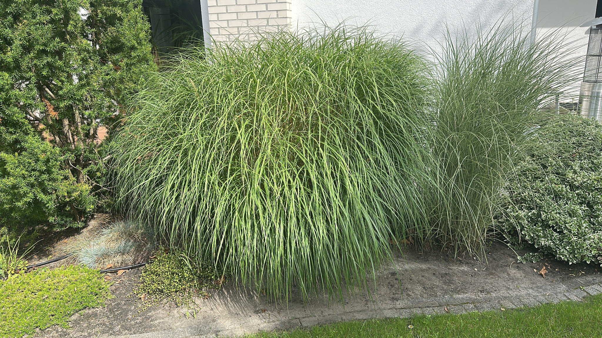 Dekoracyjne trawy ozdobne w ogrodzie, zróżnicowane gatunki i tekstury, obrzeże rabaty z kostki betonowej, jasne światło słoneczne.