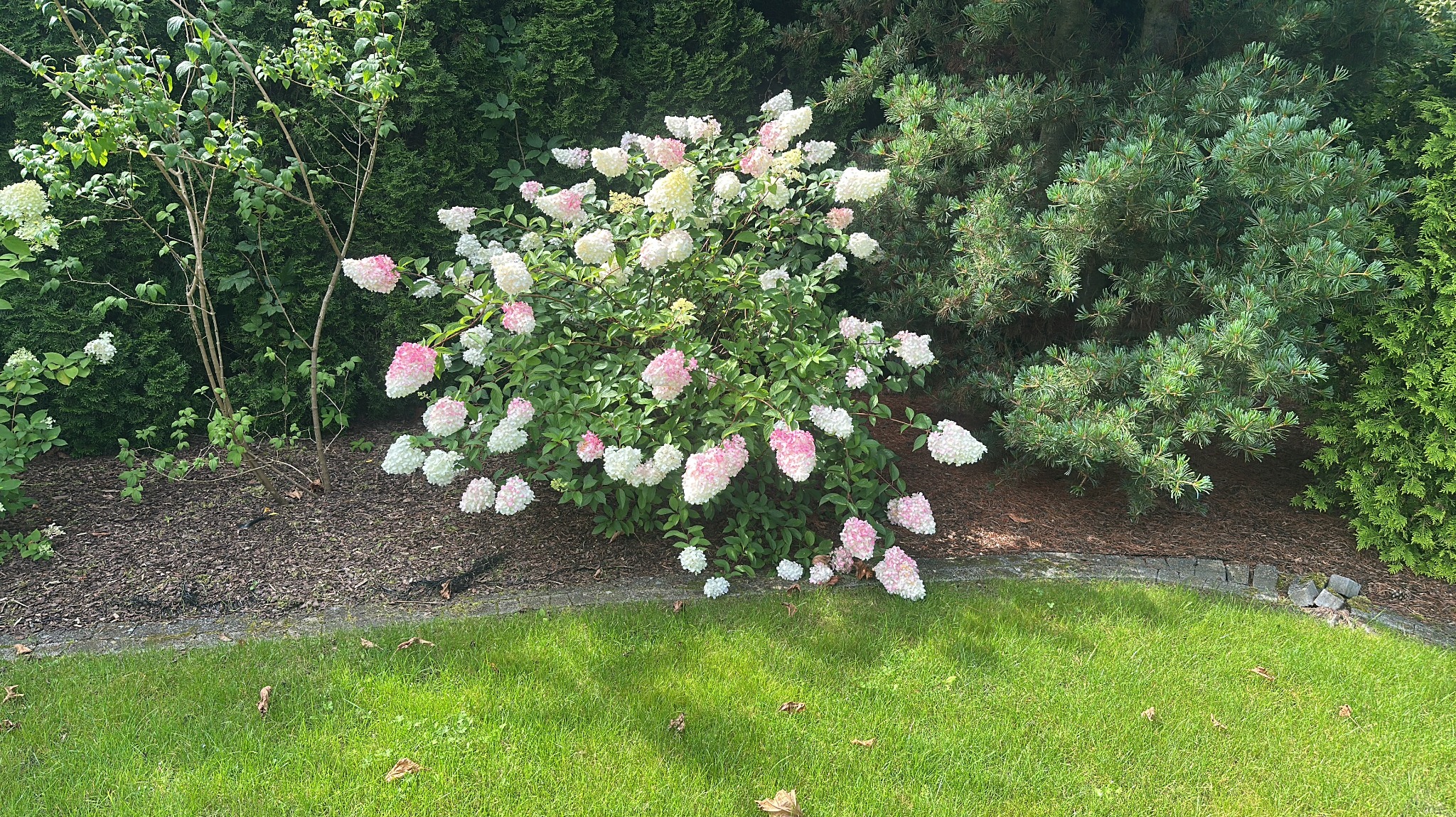 Kwitnący krzew hortensji 'Limelight' z różowo-białymi kwiatami, otoczony zielonym trawnikiem i iglakami. Kora drzewna jako ściółka. Kamienna obwódka rabaty.