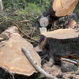 Anastasiia Kolbasa - Wyjątkowe Nasadzanie Drzew w Sopocie