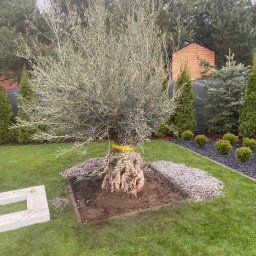 Anastasiia Kolbasa - Perfekcyjne Wycinanie Drzew Sopot