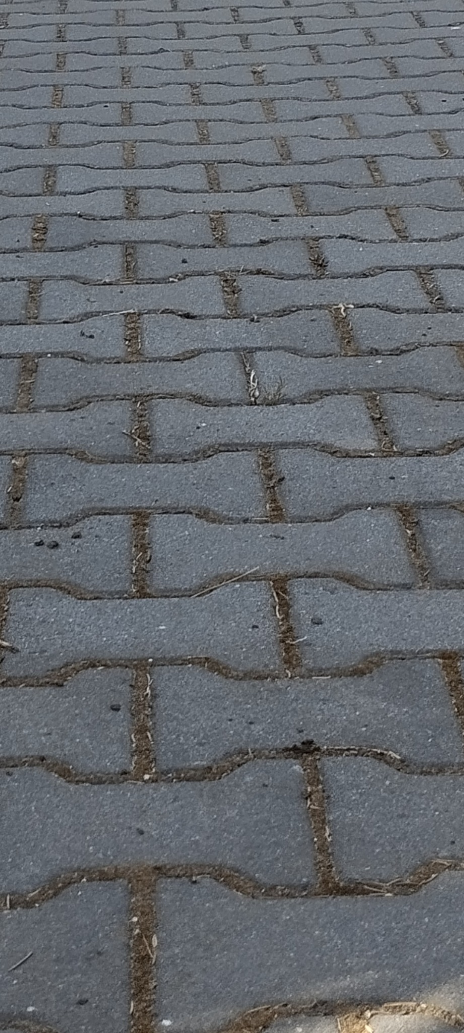 Szara kostka brukowa z widocznymi zabrudzeniami i resztkami roślinności w spoinach, ułożona w charakterystyczny wzór falisty.