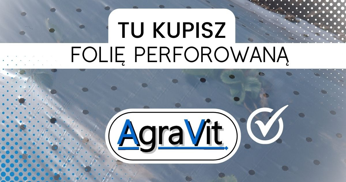 Folia perforowana AgraVit, używana w rolnictwie, z widocznymi otworami i młodymi roślinami przez nie wyrastającymi.
