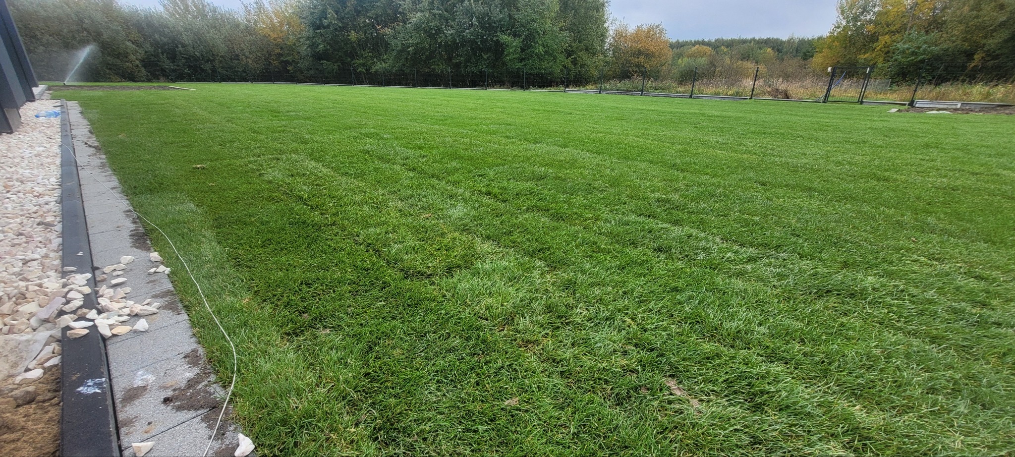Świeżo założony trawnik z systemem nawadniania, widoczne obrzeża z kostki i kamienia. Trawa równo skoszona, intensywnie zielona. W tle drzewa i ogrodzenie.