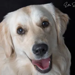 Portret z bliska jasnego golden retrievera z otwartym pyskiem na czarnym tle, z widocznym logo fotografa Ula Stasiorowska w prawym górnym rogu.