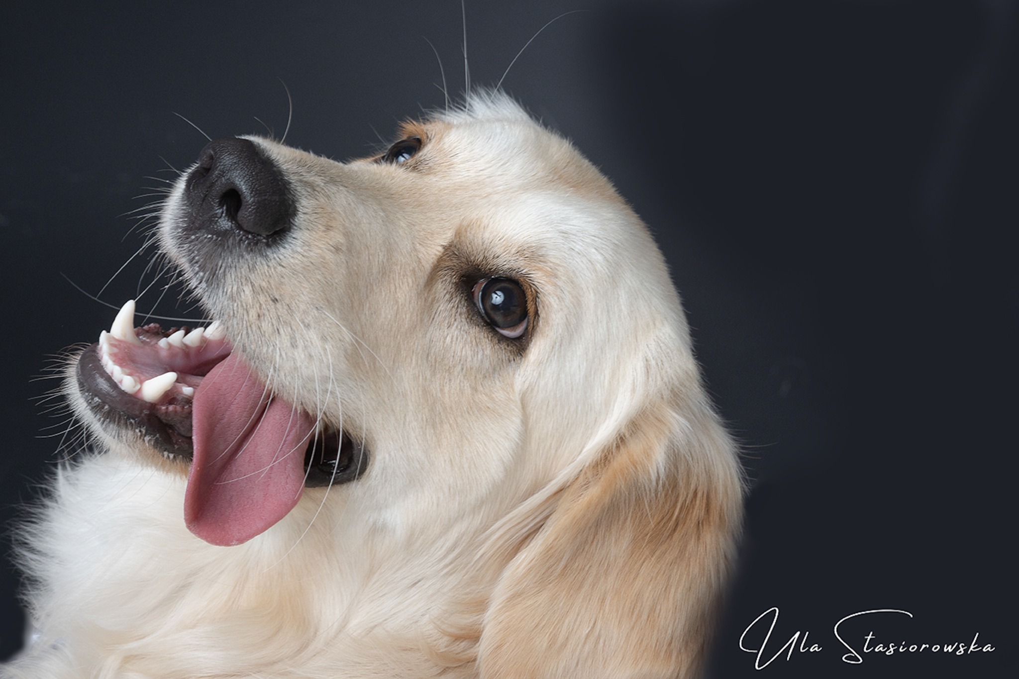 Portret golden retrievera z otwartym pyskiem i wystawionym językiem na ciemnym tle, z widocznym podpisem fotografa w prawym dolnym rogu.