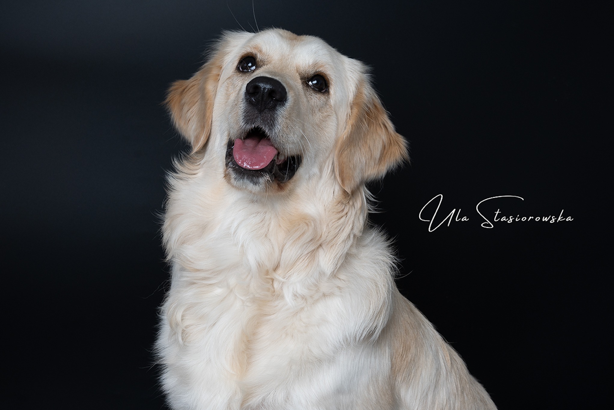 Portret uśmiechniętego, jasnego golden retrievera na czarnym tle z widocznym podpisem fotografa w prawym górnym rogu.