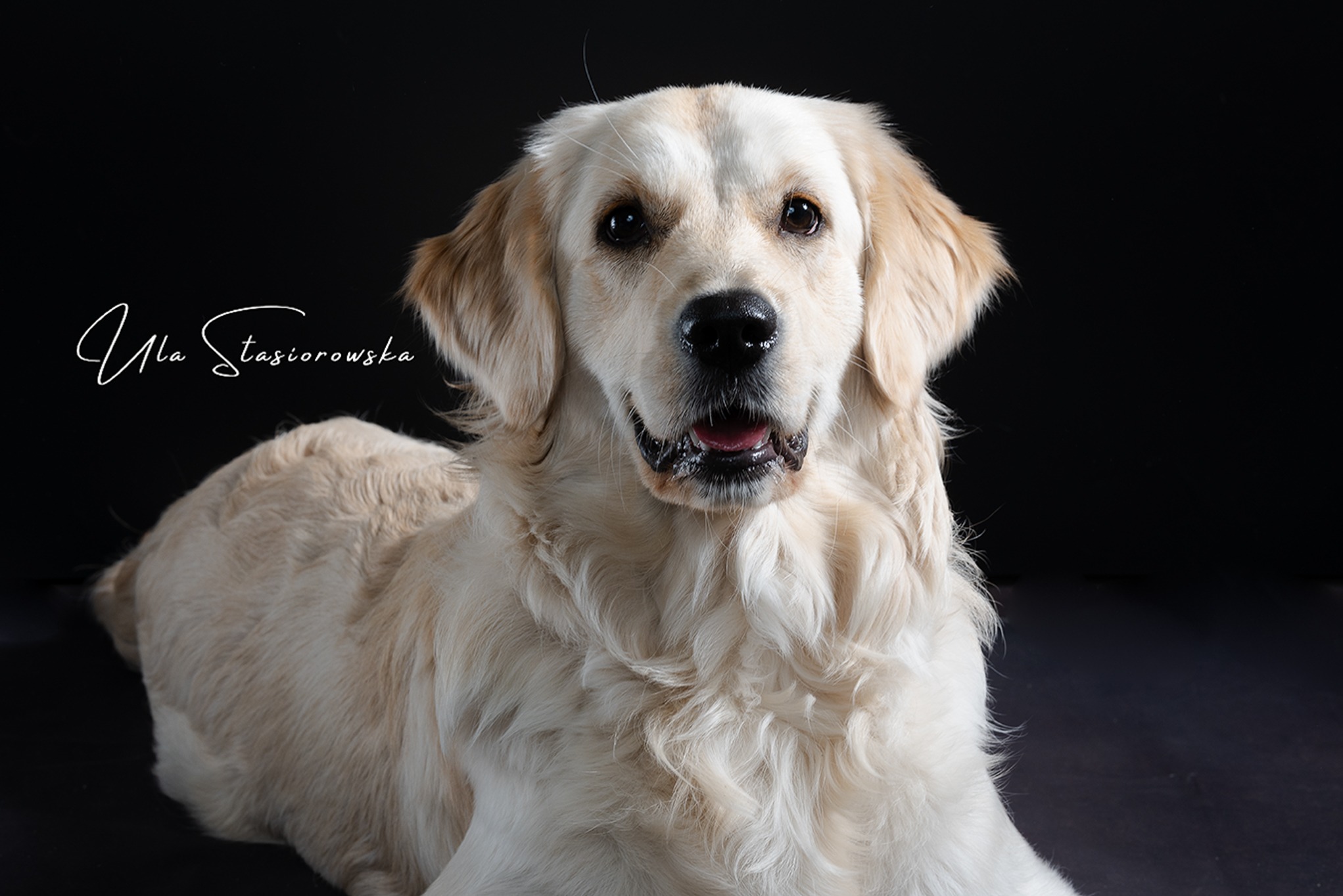 Portret psa rasy Golden Retriever na ciemnym tle, z widocznym podpisem fotografa 'Ula Stasiorowska'.