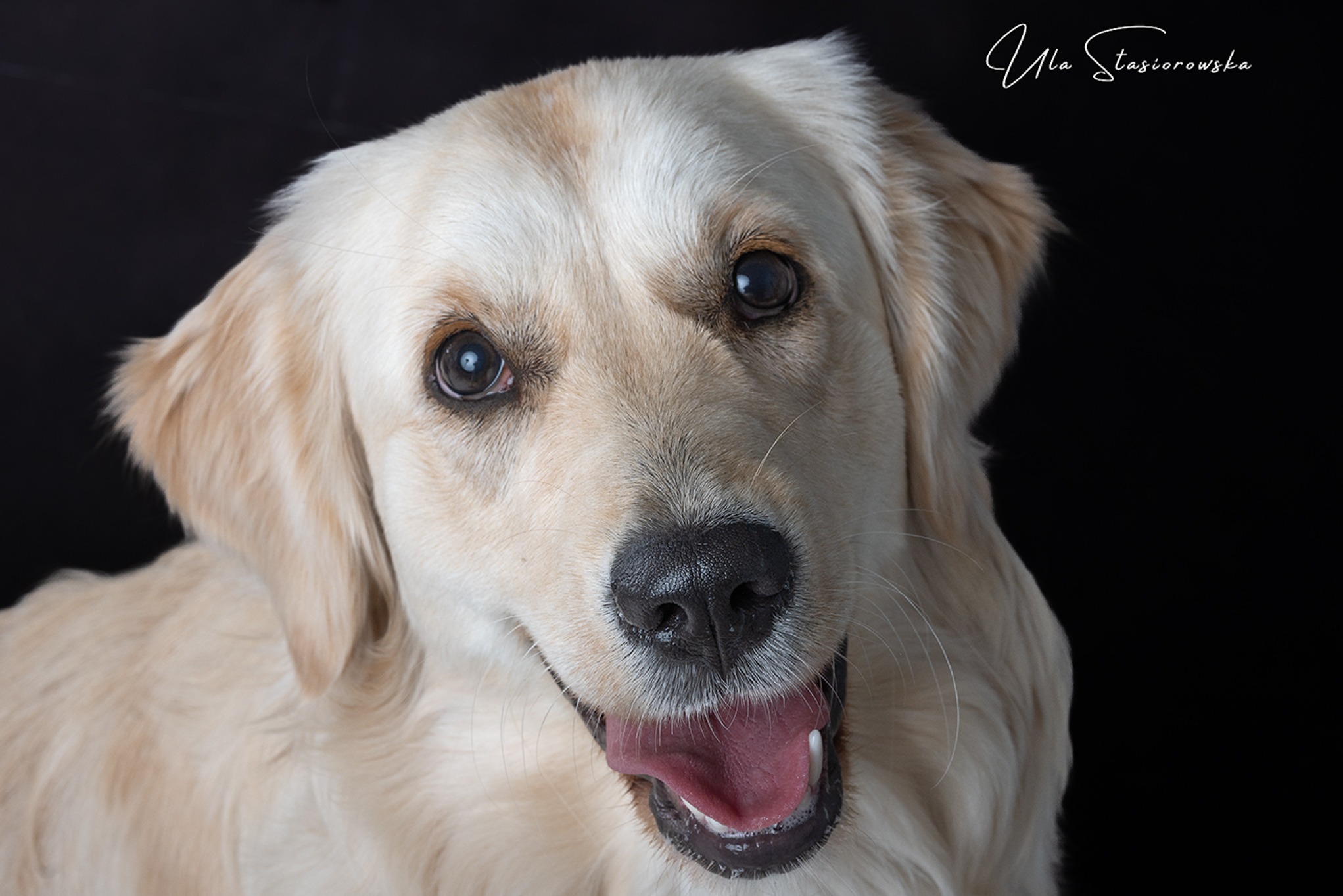 Portret z bliska jasnego golden retrievera z otwartym pyskiem na czarnym tle, z widocznym logo fotografa Ula Stasiorowska w prawym górnym rogu.