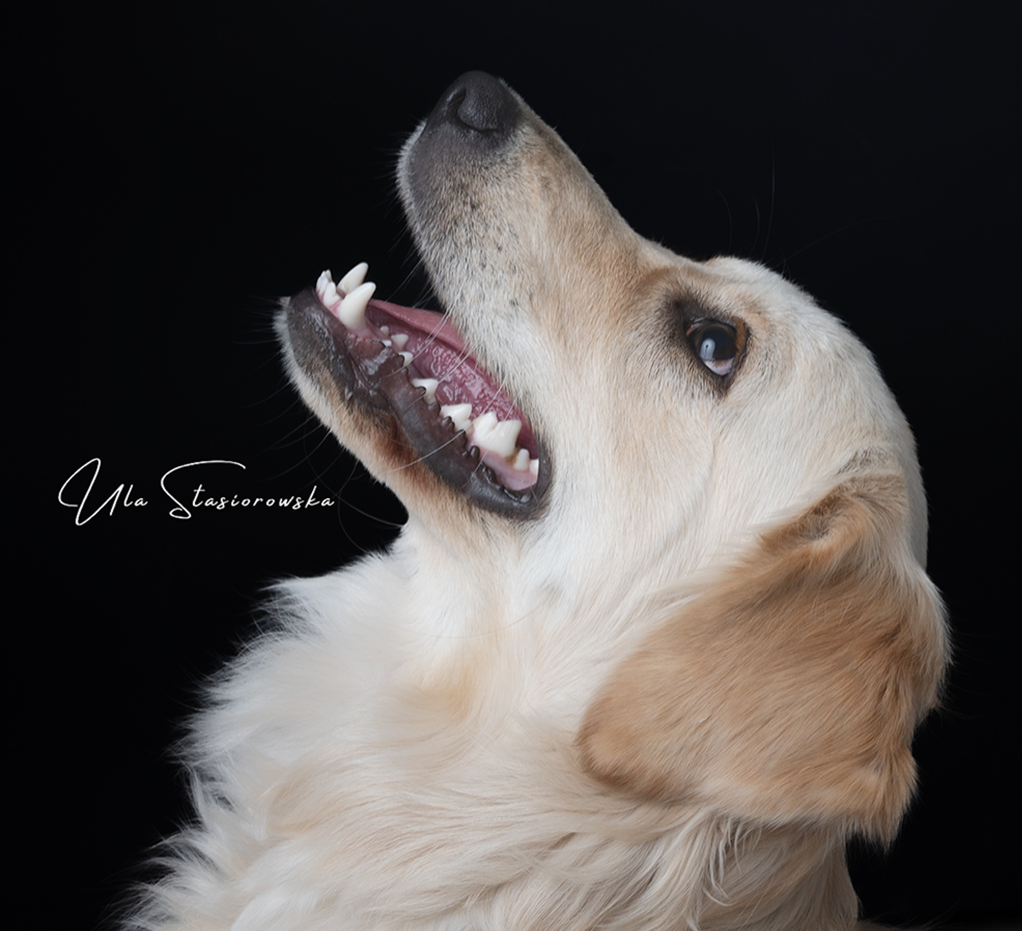 Portret psa rasy golden retriever z otwartym pyskiem i widocznymi zębami na czarnym tle, z sygnaturą fotografa Ula Stasiorowska w lewym dolnym rogu.