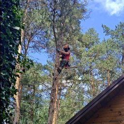 Wycinka drzew Grójec 4