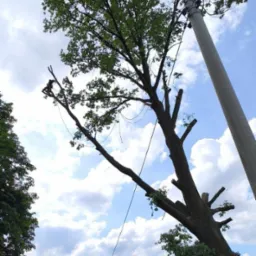 Drzewo z częściowo usuniętymi gałęziami, pracownik na wysokości w koronie, słup energetyczny w tle, widok z dołu na błękitne niebo z chmurami.