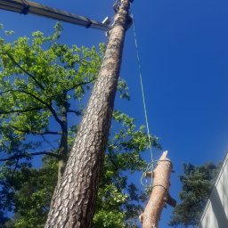 Wycinka drzew Grójec 2