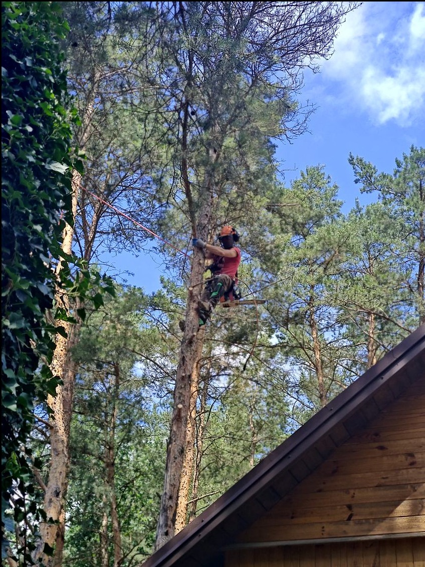 Arborysta w kasku i okularach ochronnych, zabezpieczony linami, wspina się na wysokie drzewo iglaste, prawdopodobnie sosnę, z drewnianego dachu domu widocznego w dolnej części kadru.