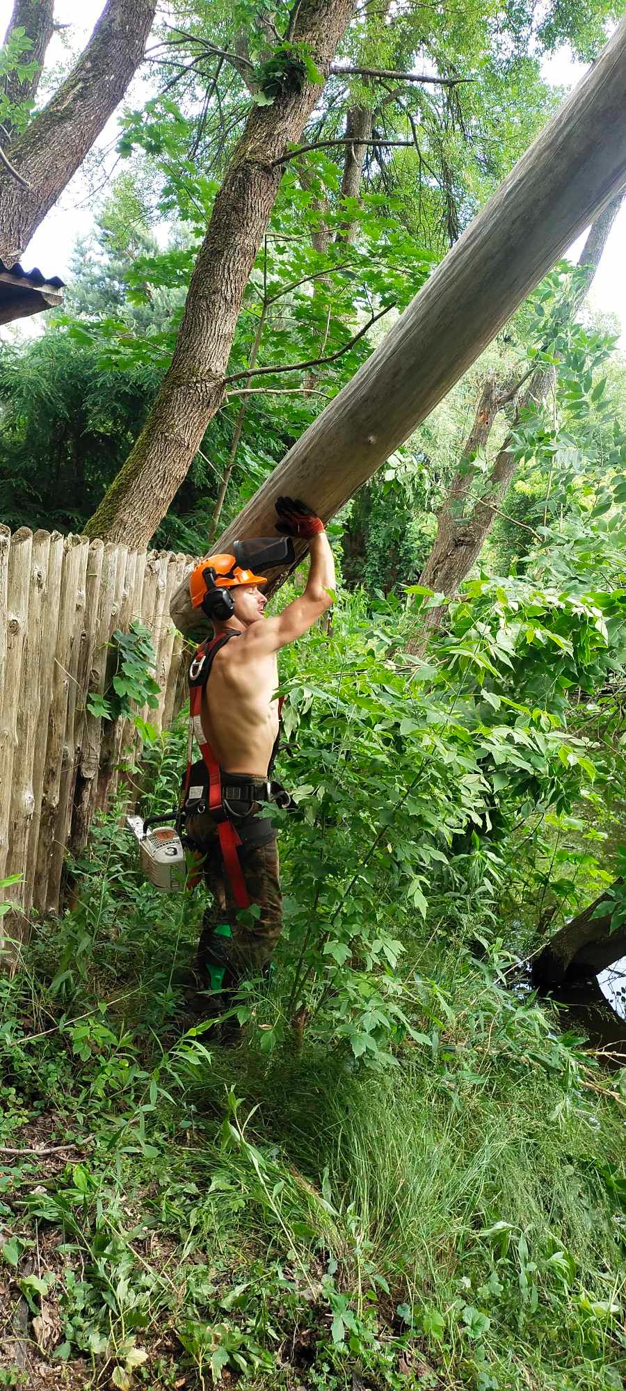Mężczyzna w kasku i uprzęży, bez koszulki, dźwiga gruby pień drzewa, w tle ogrodzenie z desek i bujna roślinność.