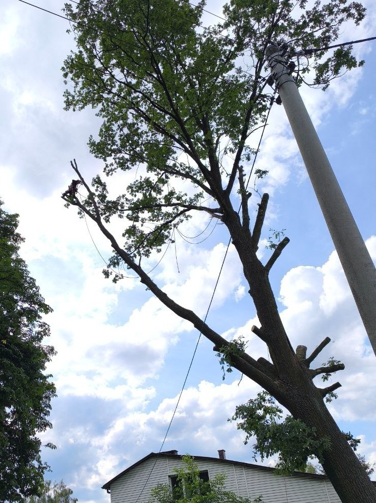 Drzewo z częściowo usuniętymi gałęziami, pracownik na wysokości w koronie, słup energetyczny w tle, widok z dołu na błękitne niebo z chmurami.