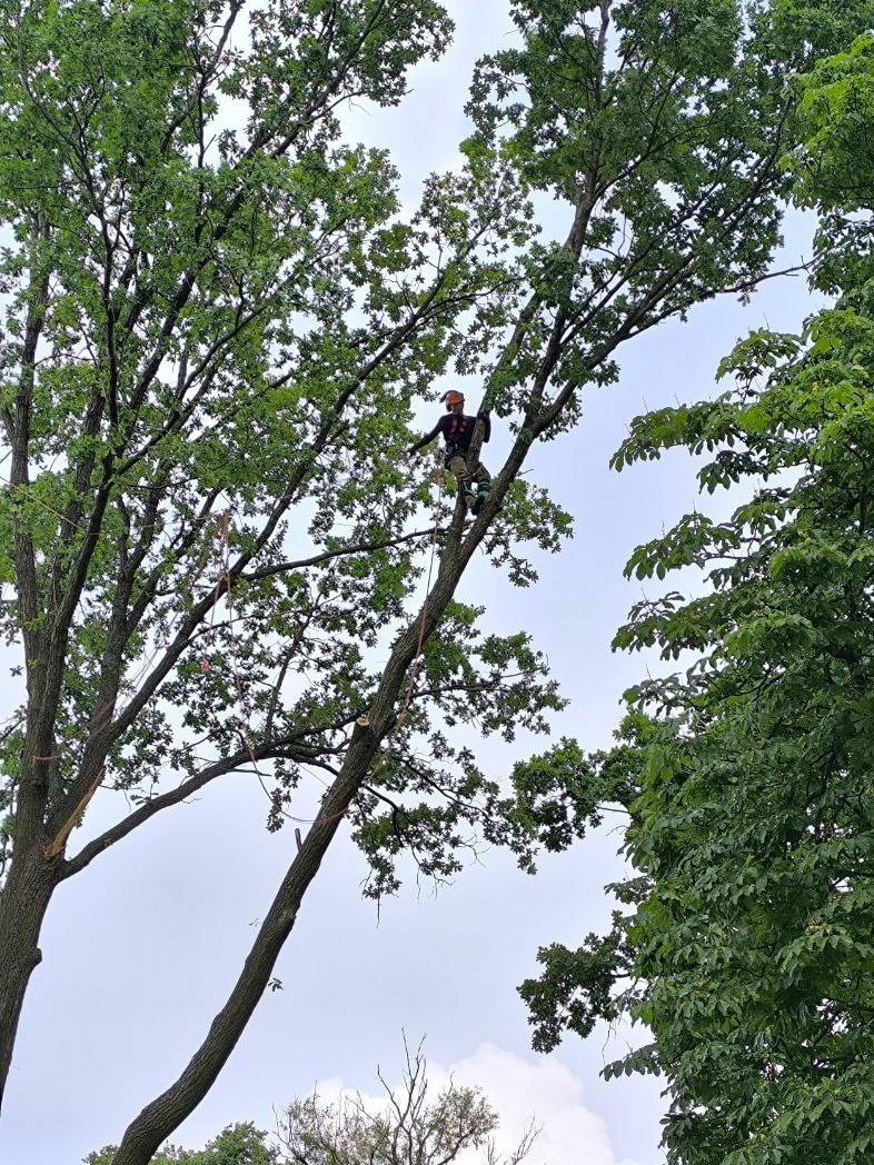 Pracownik w kasku i uprzęży, zabezpieczony liną, wspina się na drzewo z gęstymi liśćmi na tle pochmurnego nieba.