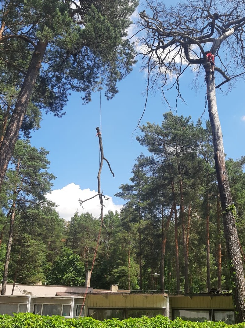 Pracownik w czerwonej koszulce na wysokim, uschniętym drzewie, podczas wycinki gałęzi, z wiszącą na linie odciętą gałęzią, na tle lasu i budynku.