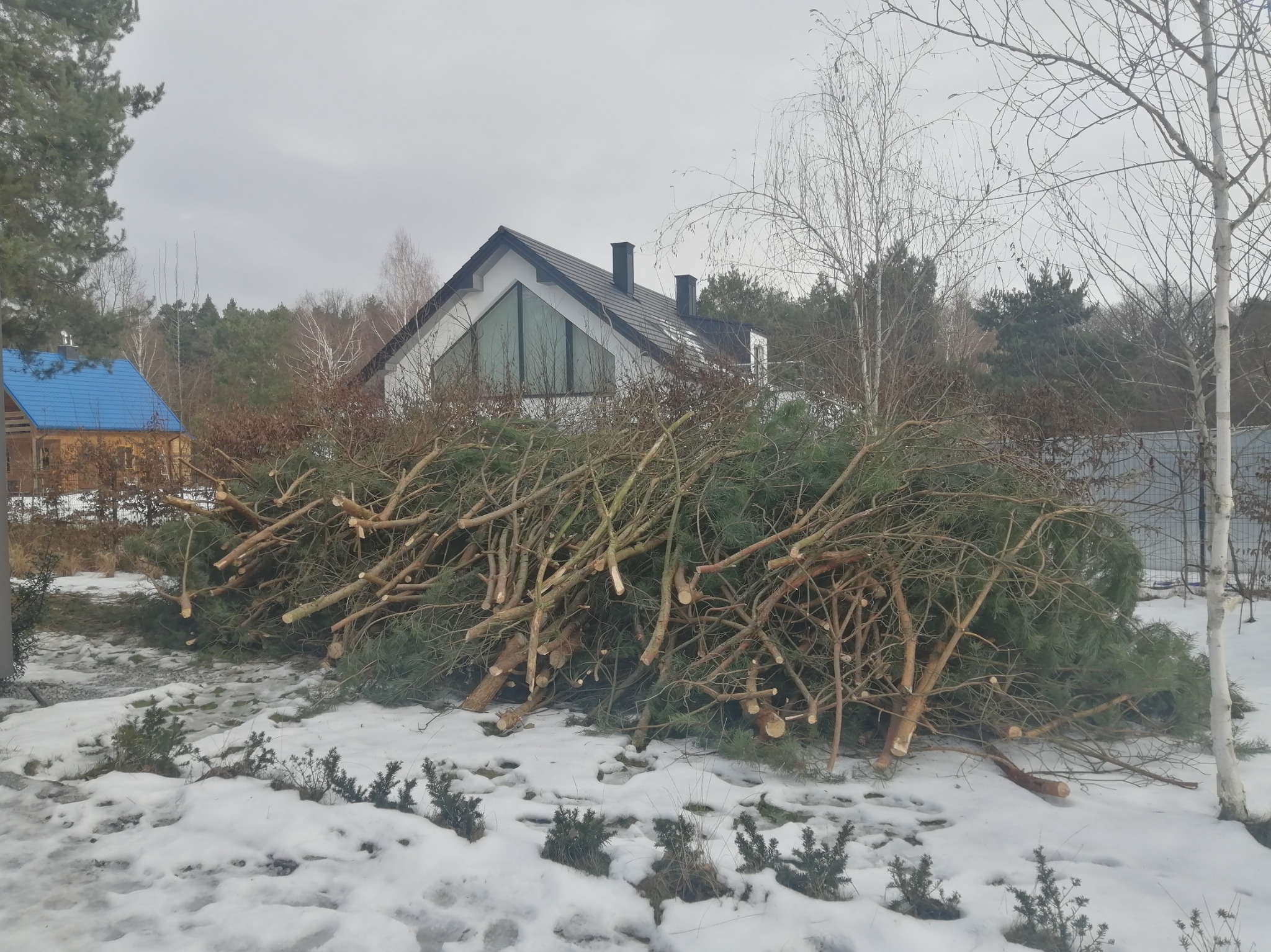Stos pociętych gałęzi drzew iglastych i liściastych leżący na śniegu przed nowoczesnym domem z trójkątnym oknem, widoczne ślady cięcia.