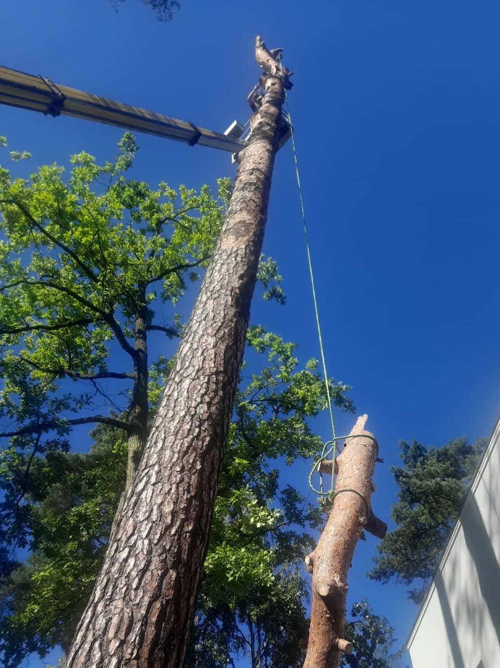 Fragment pnia wysokiej sosny podczas prac z użyciem dźwigu, liny zabezpieczającej i platformy roboczej na wysokości, błękitne niebo w tle.