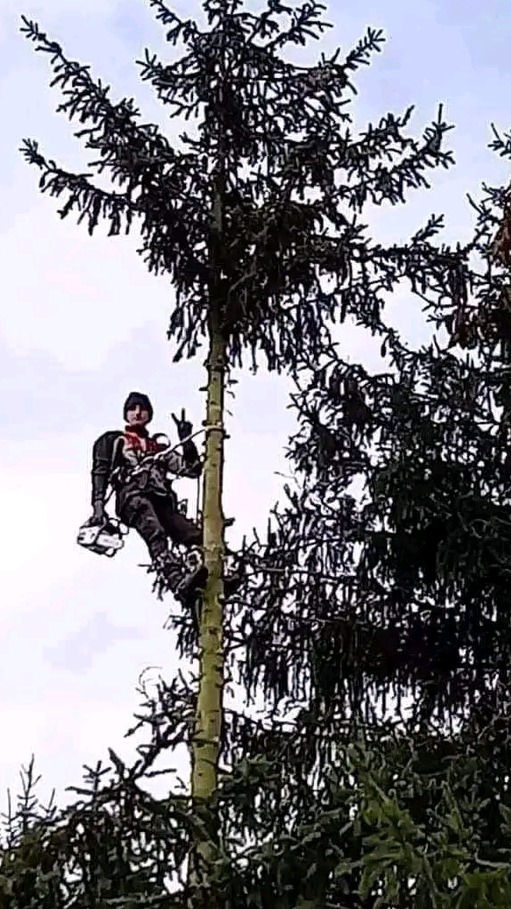 Arborysta w uprzęży, z piłą spalinową, wspina się na wysoką, smukłą choinkę, pokazując znak 'V' palcami