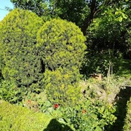 Pielęgnacja ogrodów Maksymilianowo 1