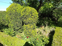 Kępa trzech formowanych cisów w ogrodzie, otoczona niskim żywopłotem i rabatą z kwiatami, widok z góry w słoneczny dzień.