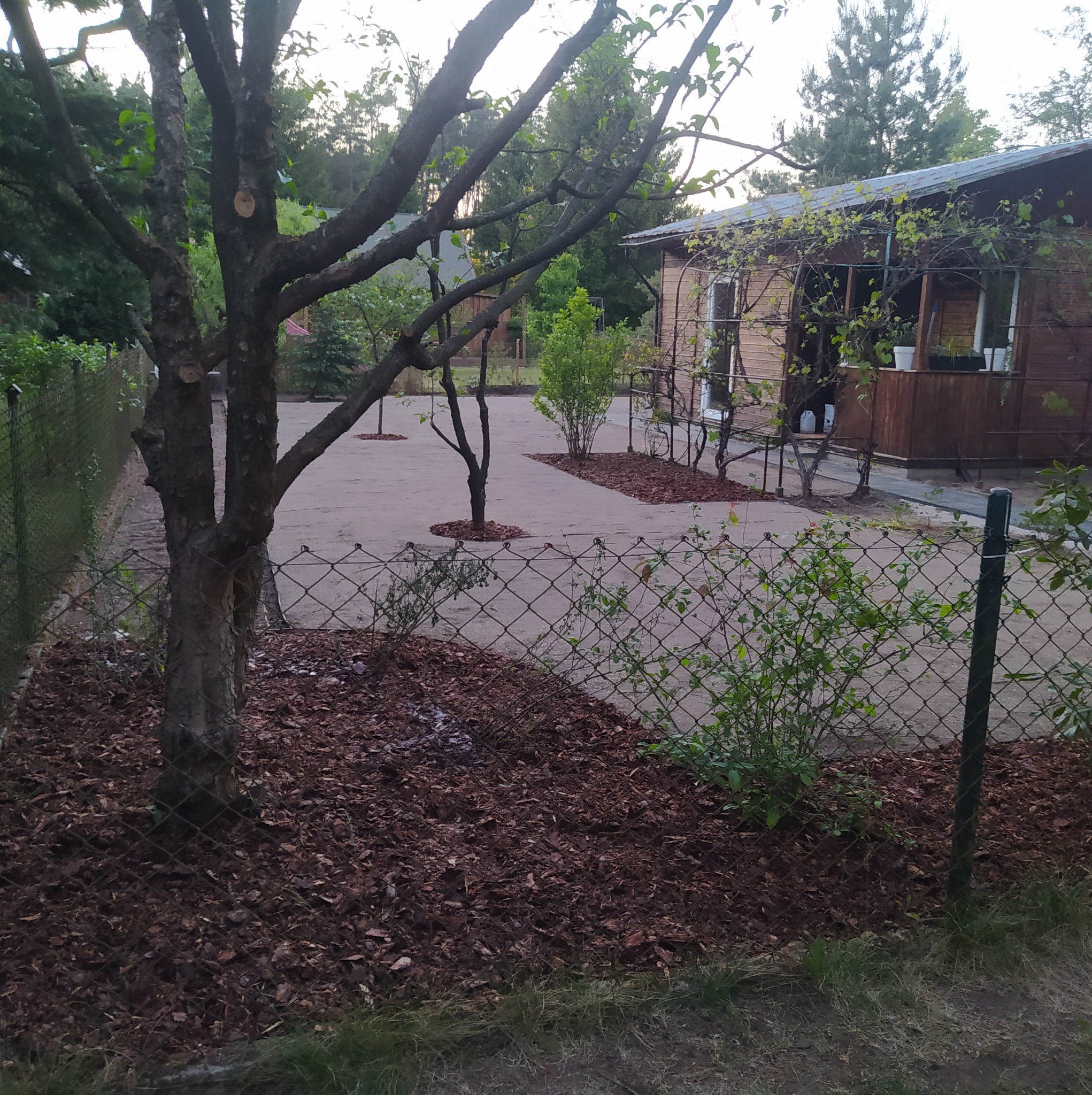Widok na podwórze z drzewami, gdzie wokół pni rozsypana jest kora, a w tle widoczny jest drewniany budynek z pnączami na ścianie.
