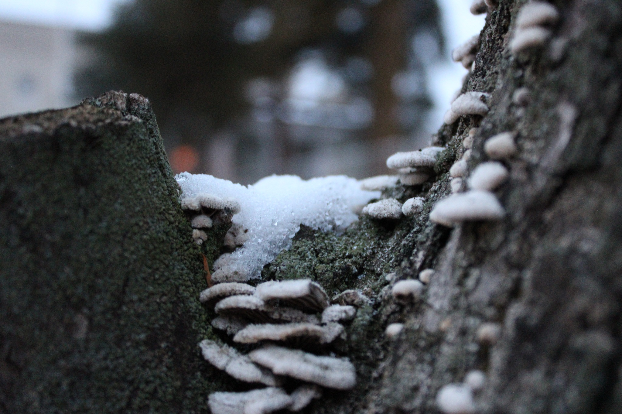 Małe, białe grzyby rosnące na korze drzewa i pokryte śniegiem, z bliska.
