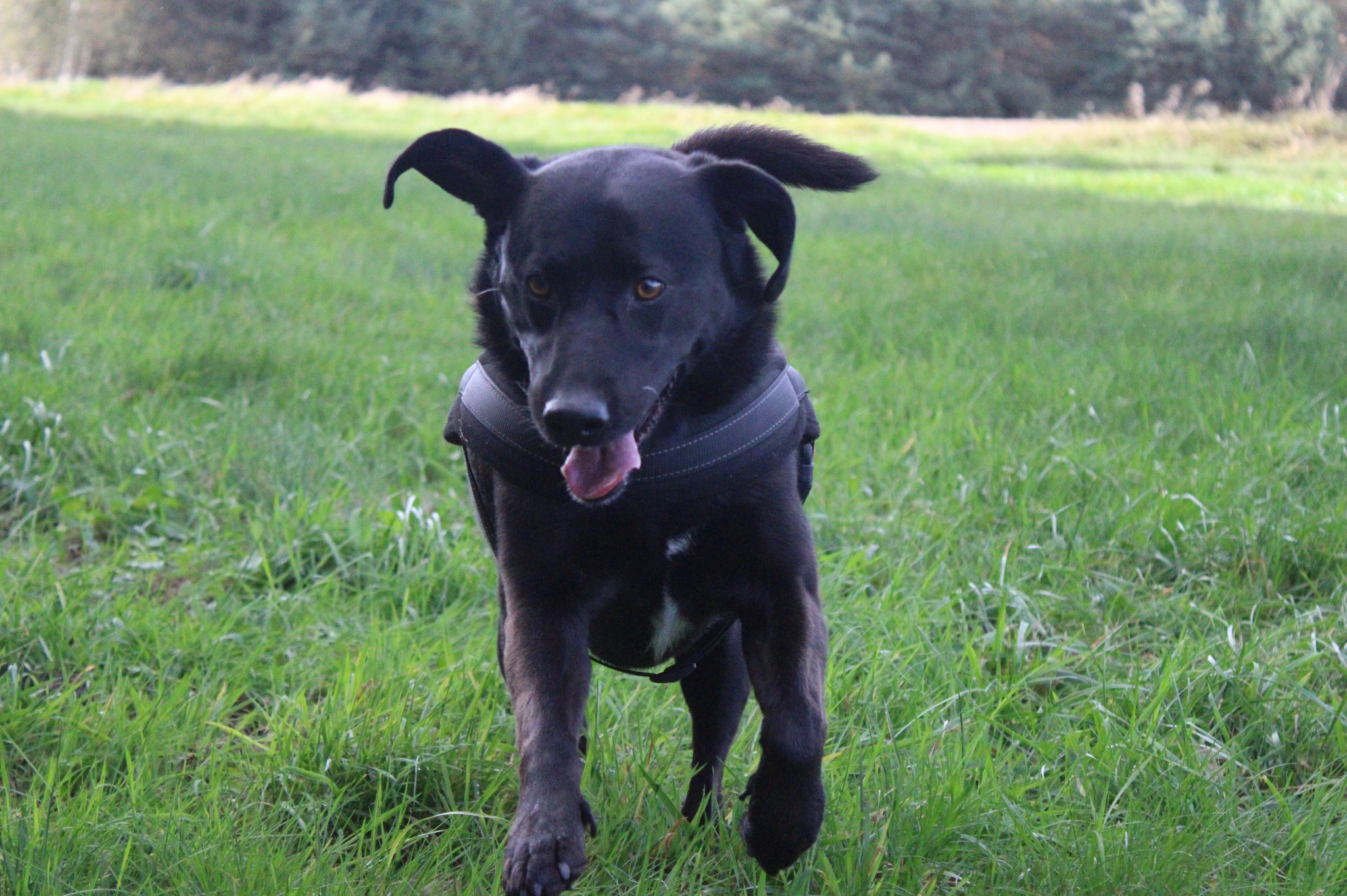 Czarny pies rasy mieszanej w uprzęży biegnie po zielonej trawie, język wystawiony, uszy w locie.
