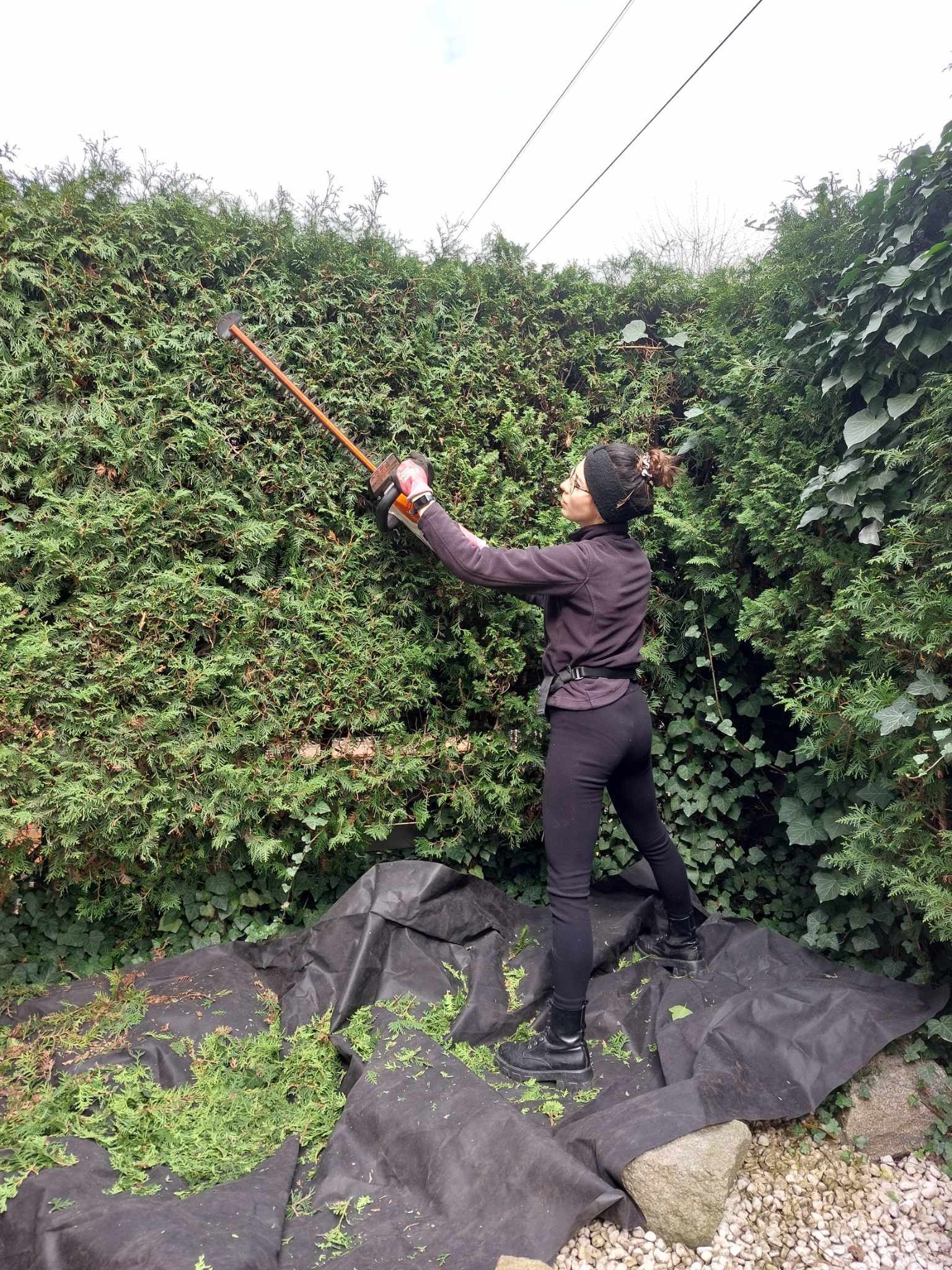 Kobieta w okularach i czarnym stroju, przycina żywopłot z tui za pomocą elektrycznych nożyc, podłoże wyłożone czarną folią z resztkami obciętych gałęzi.