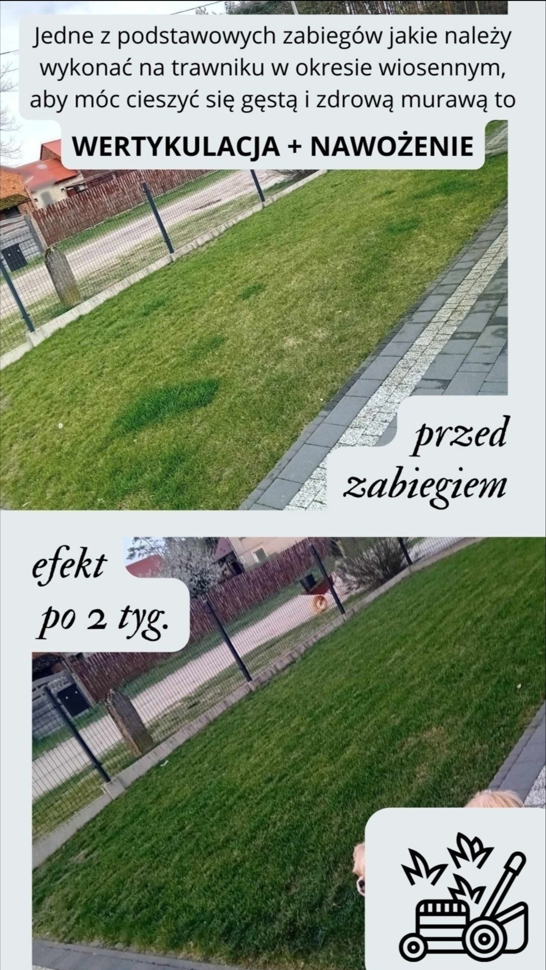 Porównanie trawnika przed i po wertykulacji oraz nawożeniu, widoczne zagęszczenie trawy po dwóch tygodniach od zabiegu.