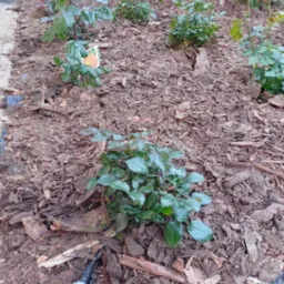 Młode krzewy róż posadzone w ziemi wyściółkowanej korą, widoczny system nawadniania.