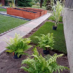 Świeżo założony trawnik z rolki z widocznymi doniczkami z paprociami i ozdobną trawą, drewniane skrzynie na rośliny w tle.