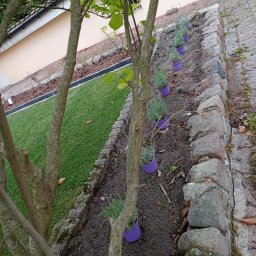 Marcin Kozłowski KozLOVEski - Przygotowane do posadzenia sadzonki lawendy w fioletowych doniczkach, ustawione w rzędzie wzdłuż kamiennego obrzeża rabaty, widok z góry przez gałęzie drzewa.