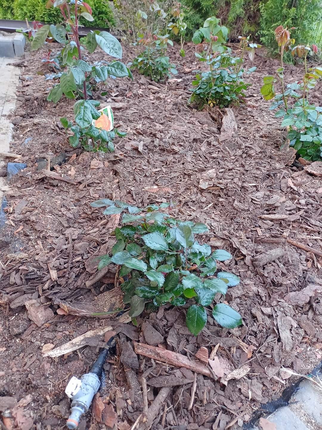 Młode krzewy róż posadzone w ziemi wyściółkowanej korą, widoczny system nawadniania.